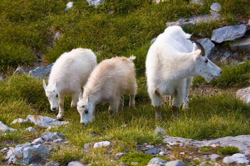 Mountain Goats